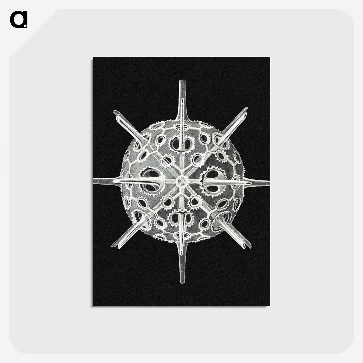 3-14_Ernst-Haeckel_postcard