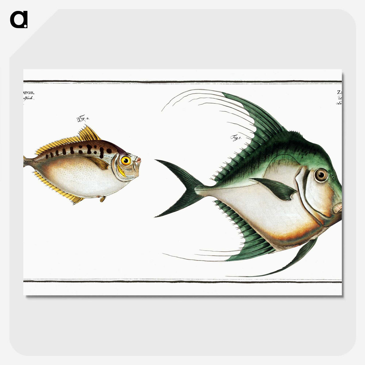 3-14_Ichtyologie-ou-Histoire-naturelle_picture-crop