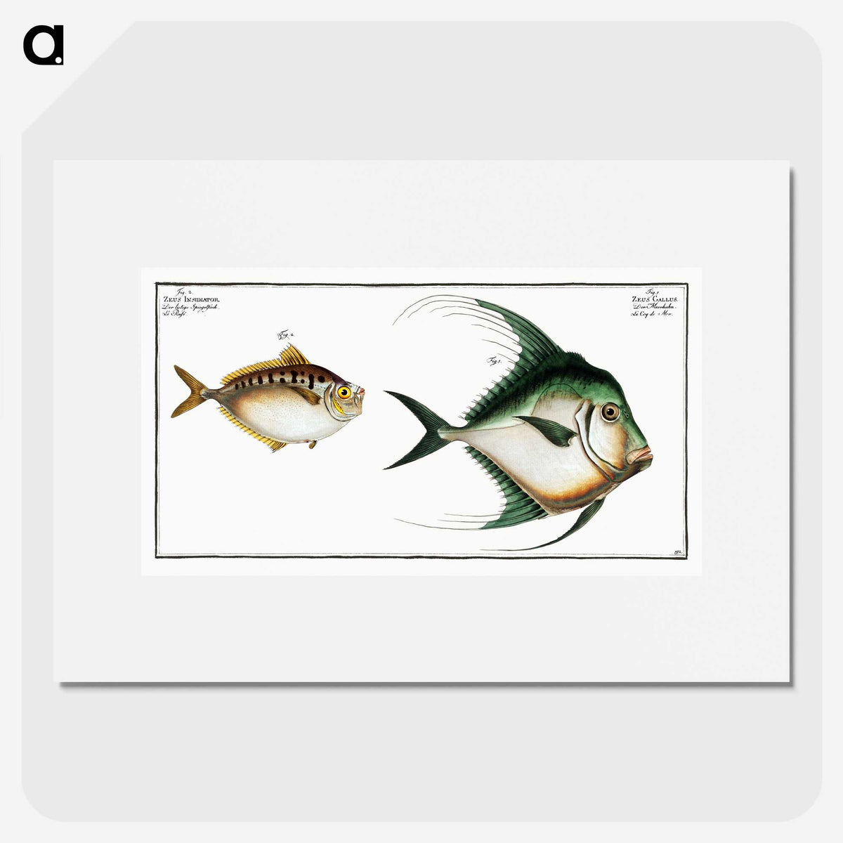 3-14_Ichtyologie-ou-Histoire-naturelle_picture