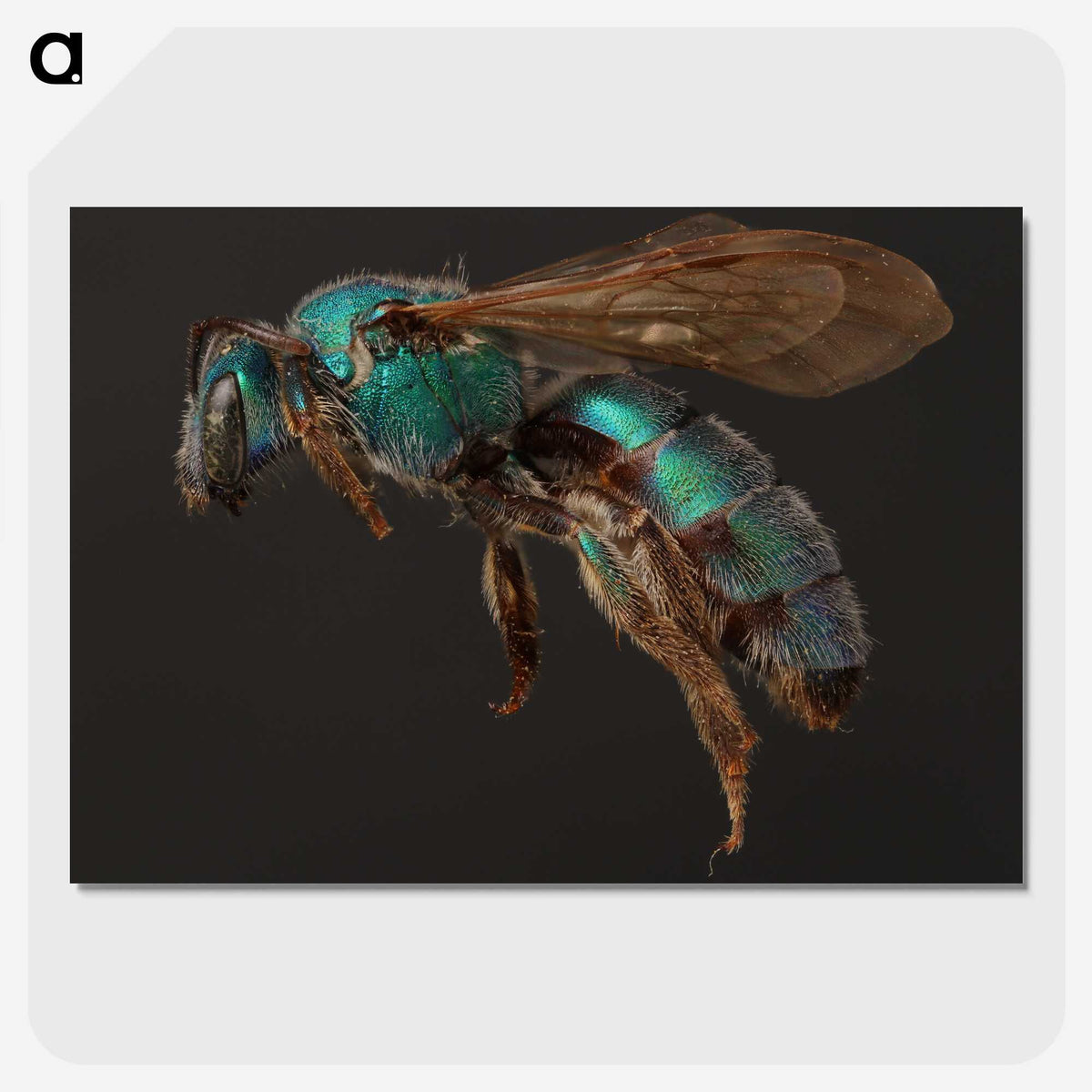3-14_Insects-Unlocked-Project_picture-crop