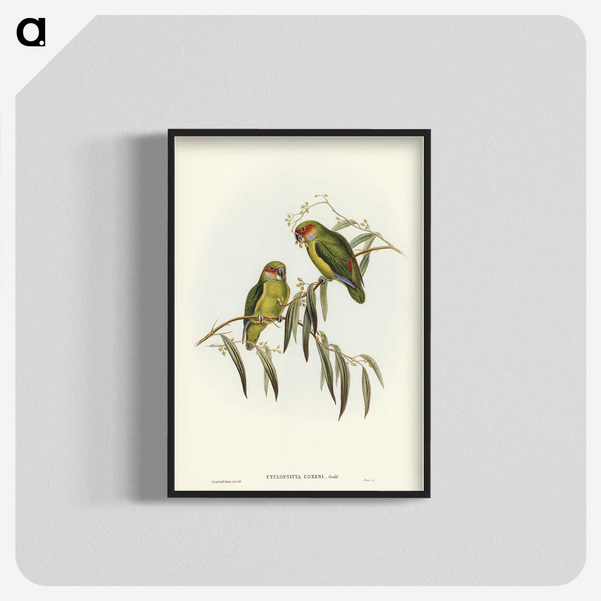 3-14_John-Gould_blk-crop