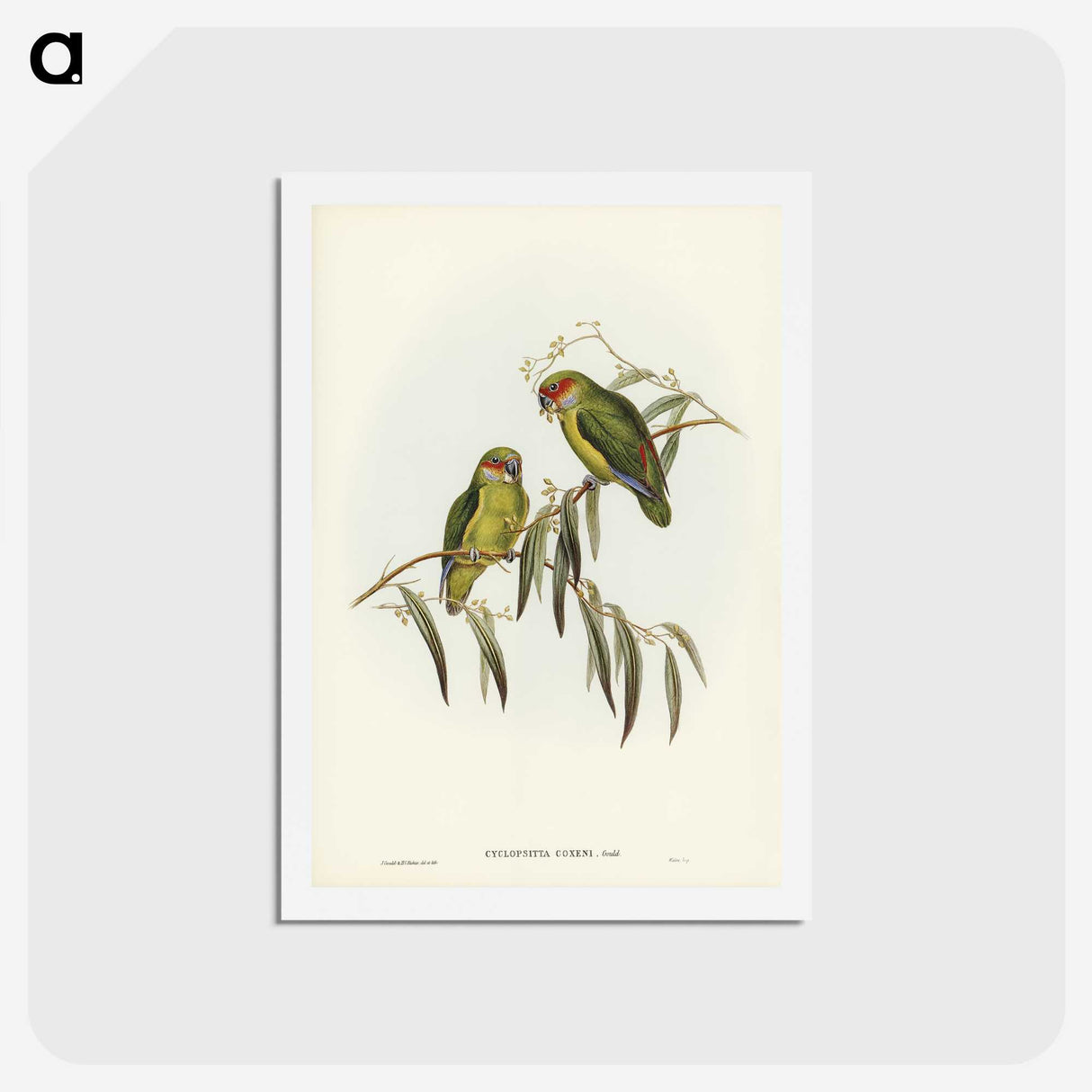 3-14_John-Gould_hagaki