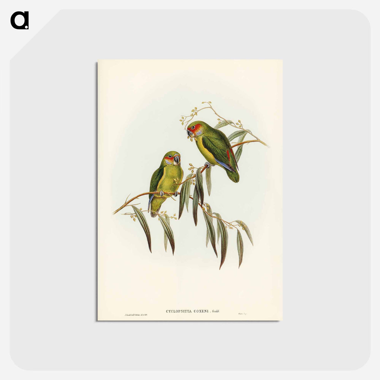 アートポストカード-Coxen's Parakeet
- ジョン グールド Postcard.