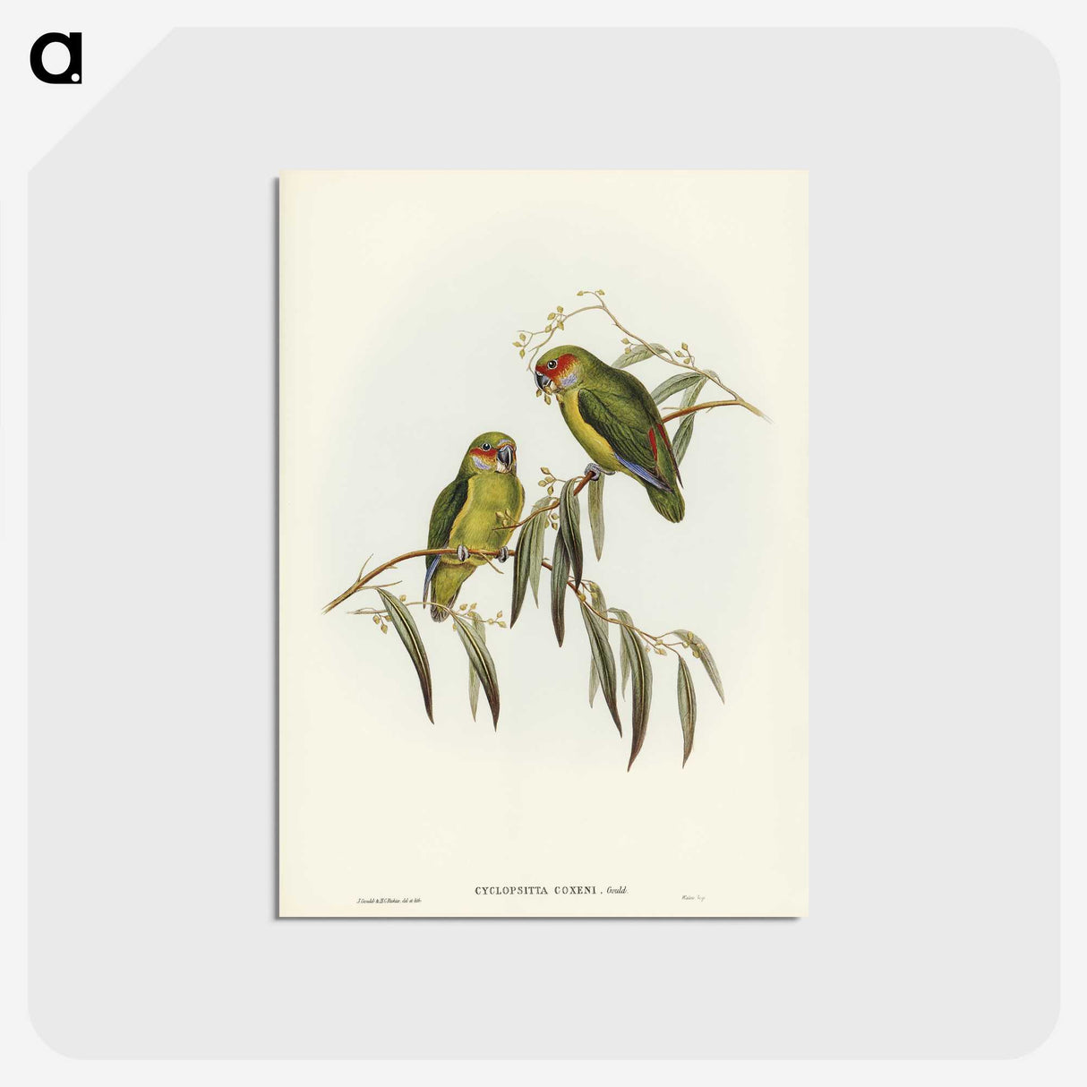 3-14_John-Gould_postcard