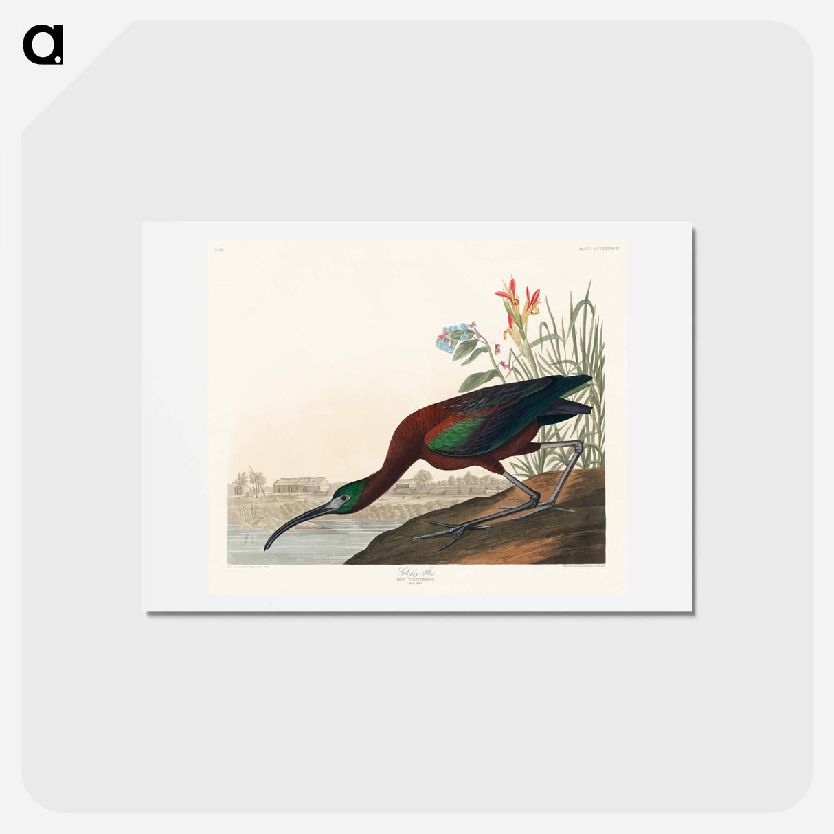 アートポストカード-Glossy Ibis
- ジョン ジェームス オーデュボン Postcard.