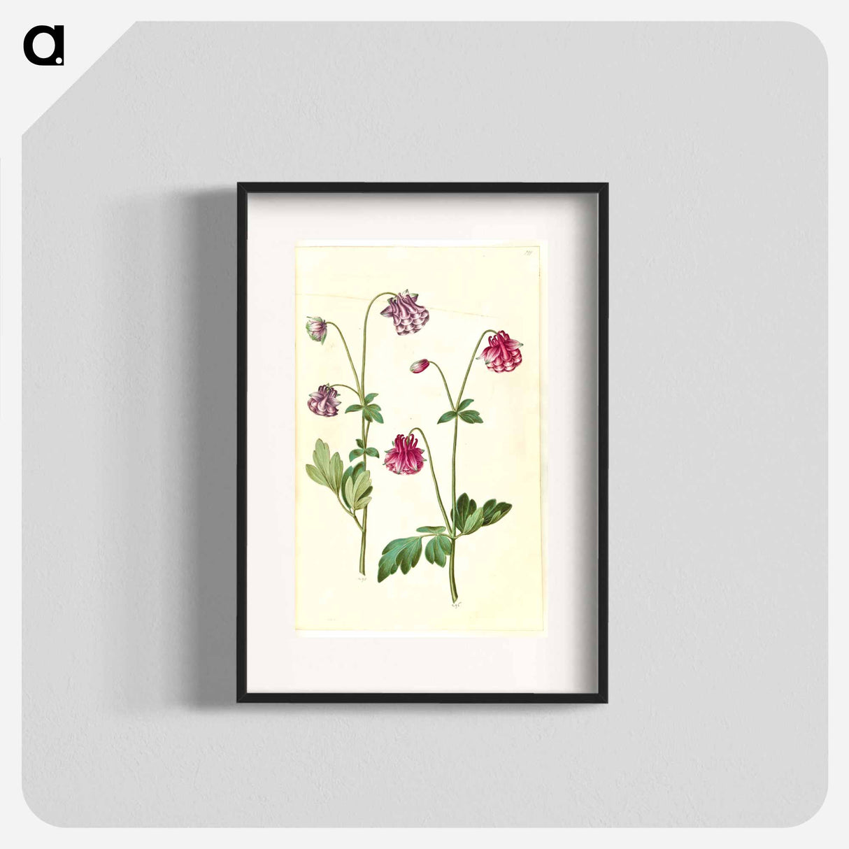アートポスター-Aquilegia vulgaris
- マリア ジビーラ メーリアン Poster.