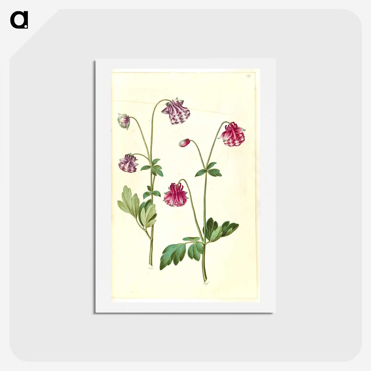 3-14_Maria-Sibylla-Merian_hagaki