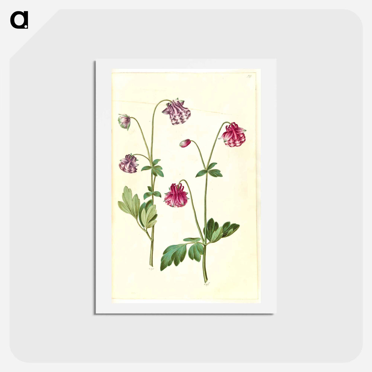 アートポストカード-Aquilegia vulgaris
- マリア ジビーラ メーリアン Postcard.