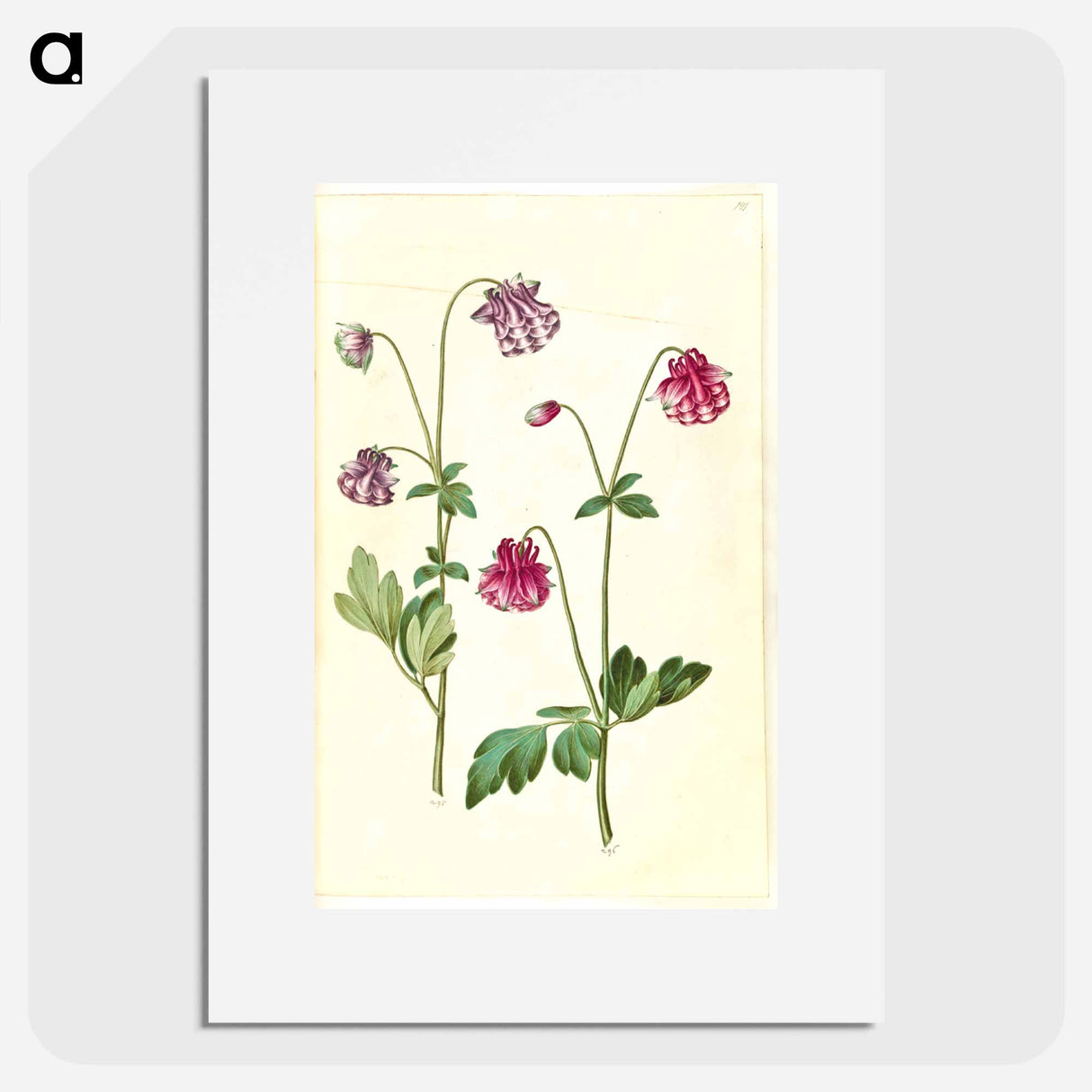 アートポスター-Aquilegia vulgaris
- マリア ジビーラ メーリアン Poster.