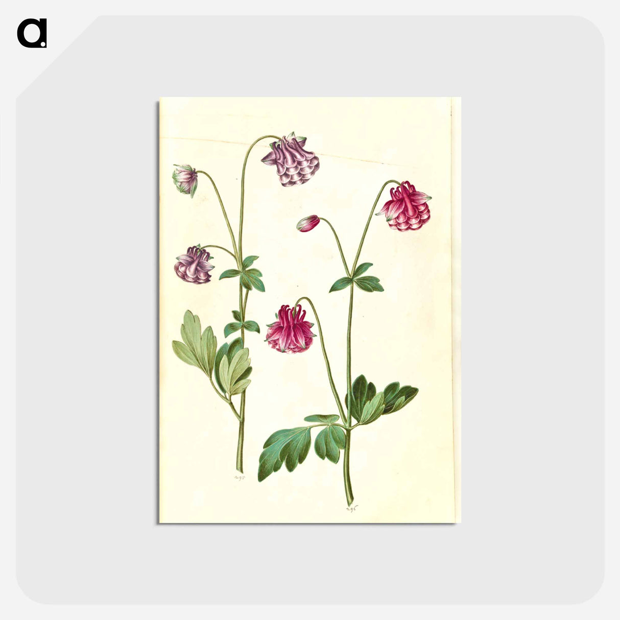 アートポストカード-Aquilegia vulgaris
- マリア ジビーラ メーリアン Postcard.