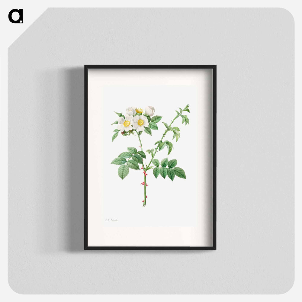 Brier Bush Rose or Dog Rose - Pierre Joseph Redouté Poster.