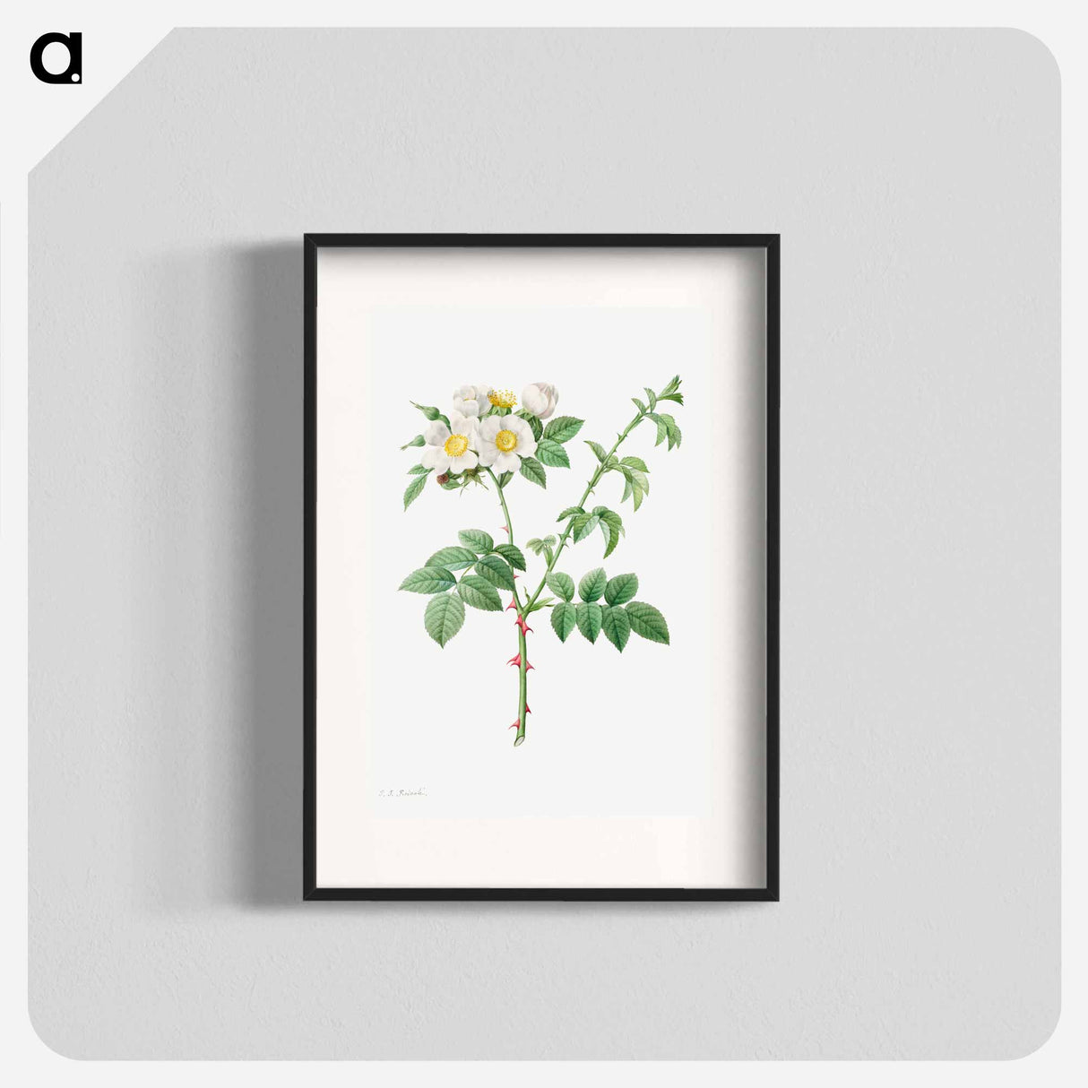 Brier Bush Rose or Dog Rose - Pierre Joseph Redouté Poster.