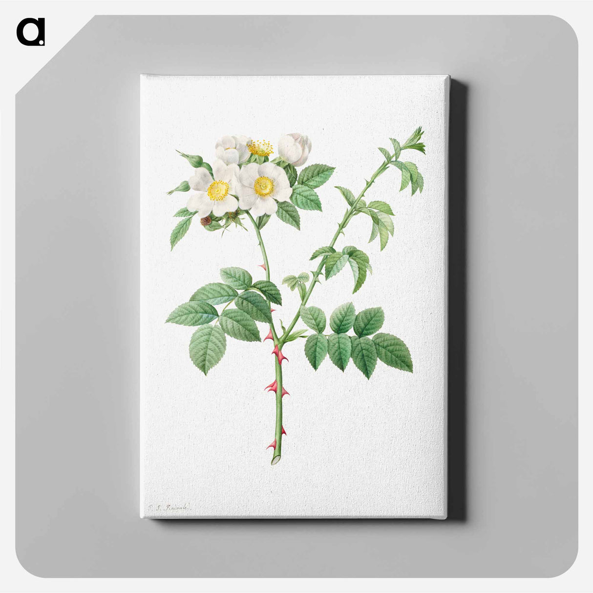 アートパネル-Brier Bush Rose or Dog Rose - ピエール ジョゼフ ルドゥーテ Canvas.