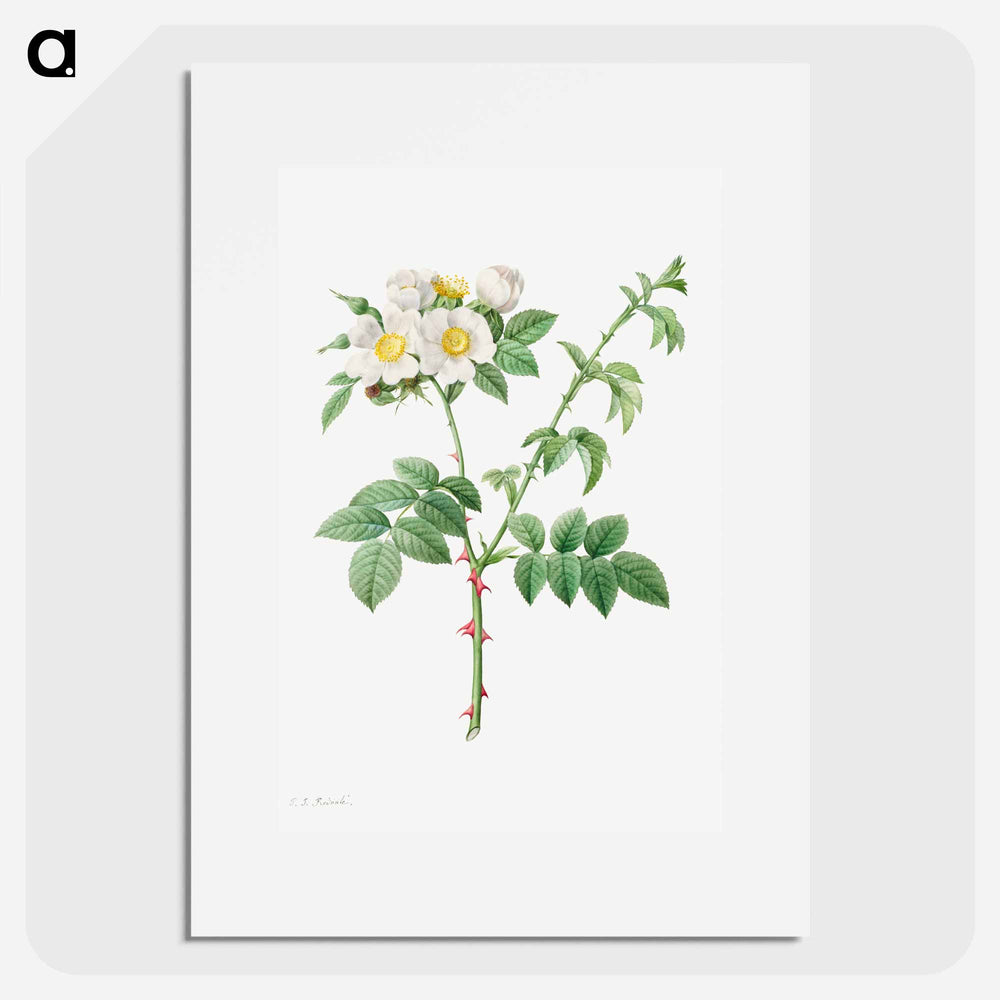 Brier Bush Rose or Dog Rose - Pierre Joseph Redouté Poster.