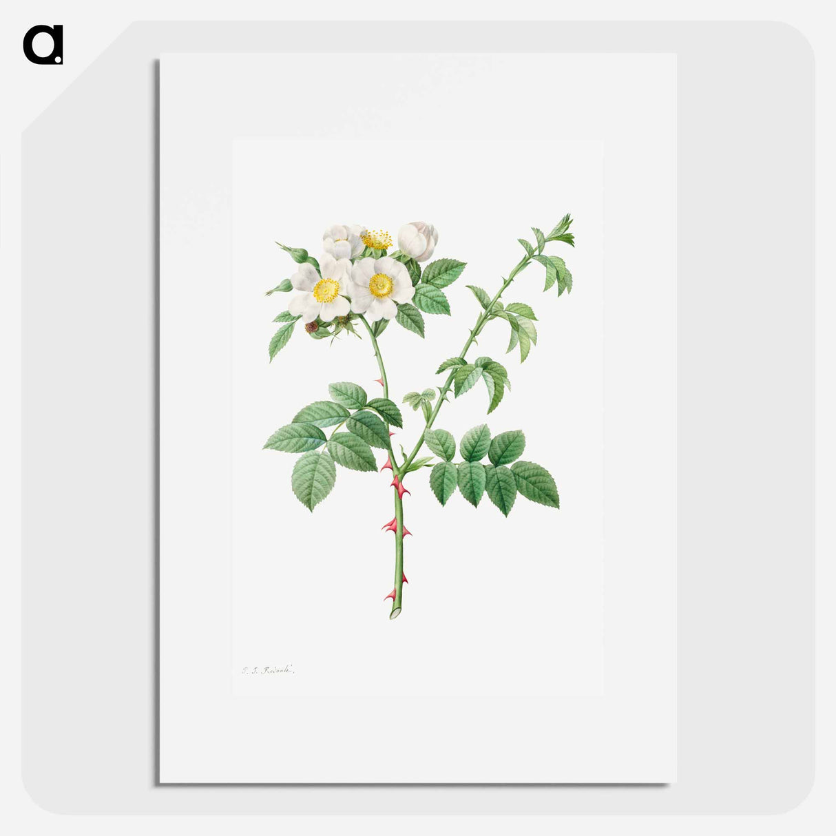 Brier Bush Rose or Dog Rose - Pierre Joseph Redouté Poster.