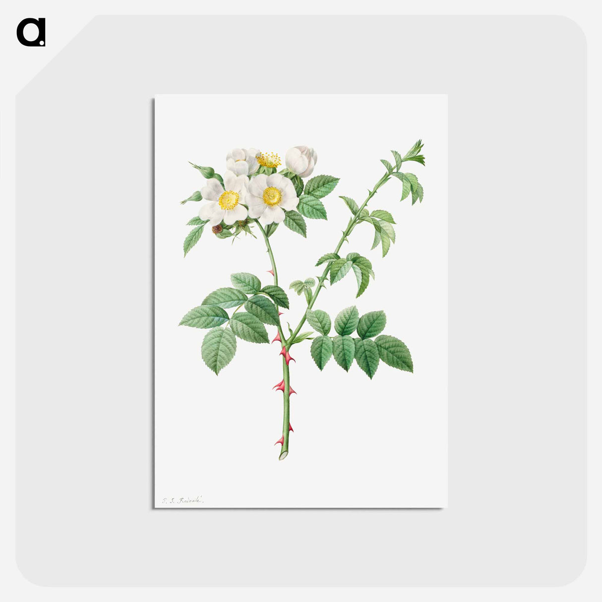 アートポストカード-Brier Bush Rose or Dog Rose - ピエール ジョゼフ ルドゥーテ Postcard.