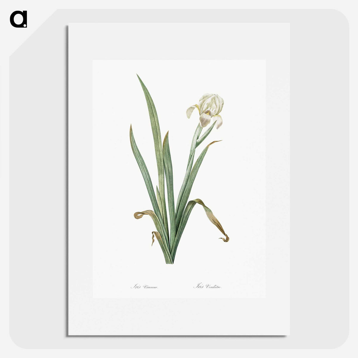 3-14_The-Lilies_picture