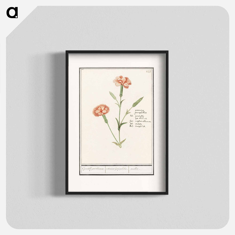 Carnation, Dianthus - アンセルムス ボエティウス デ ブート Poster.