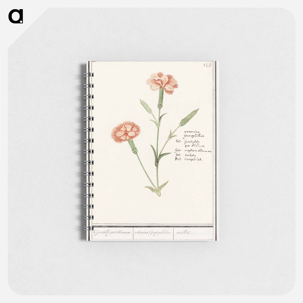 アートメモ帳-Carnation, Dianthus - アンセルムス ボエティウス デ ブート Memo.