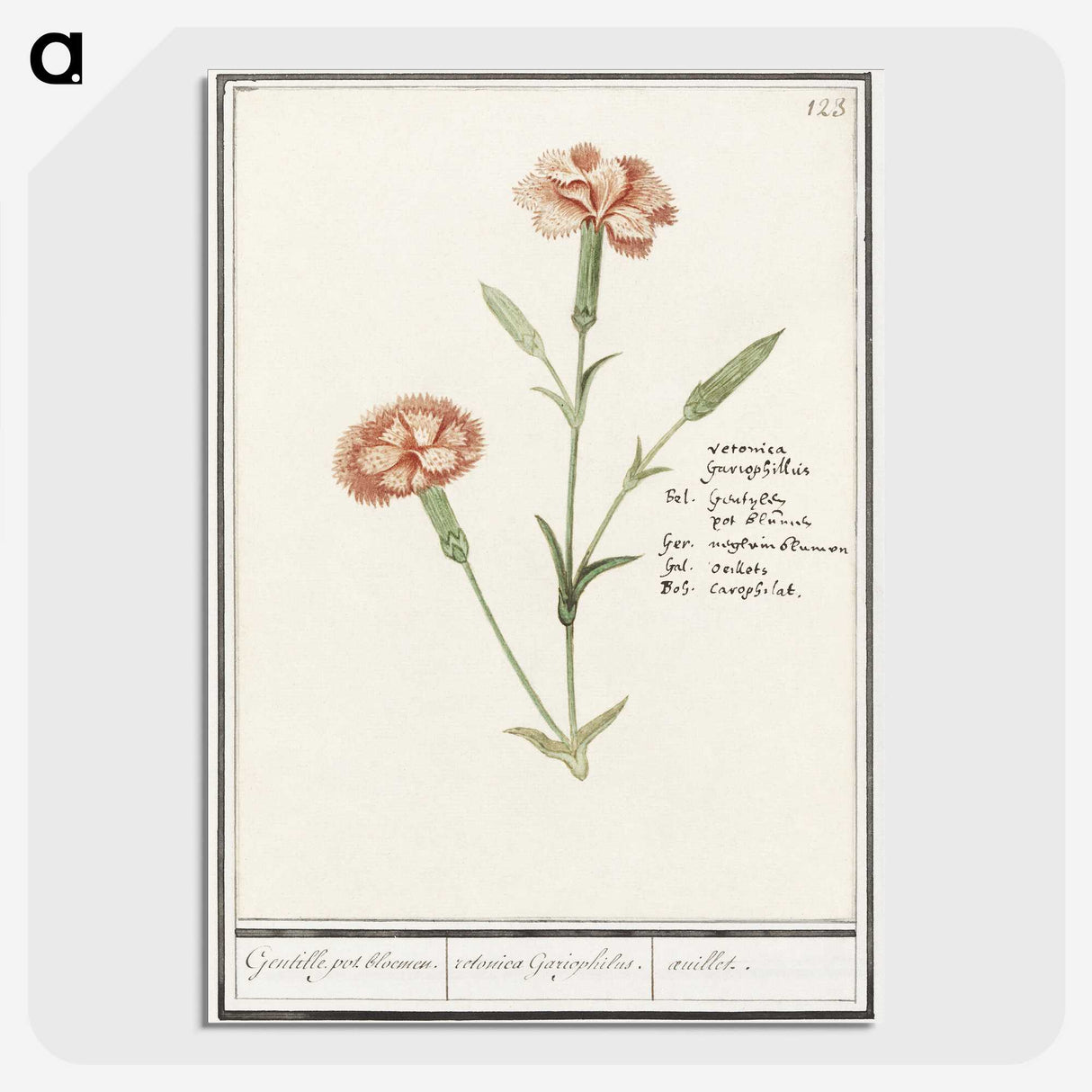 3-15_Anselmus-Boetius-de-Boodt_picture-crop