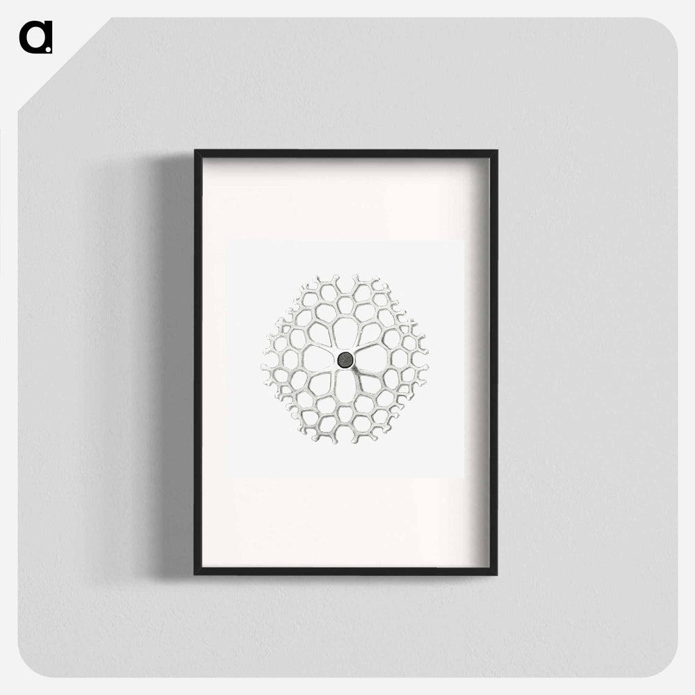 Vintage marine life illustration on white background - エルンスト ヘッケル Poster.