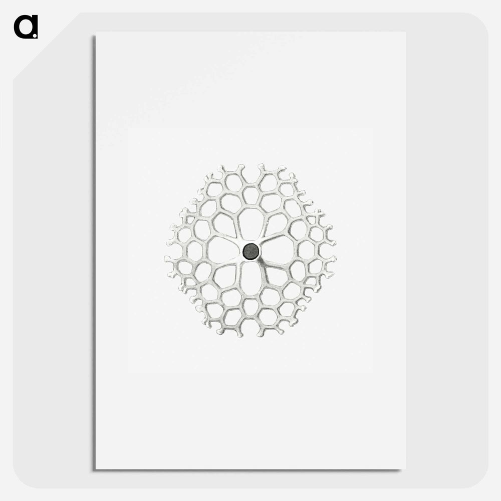 Vintage marine life illustration on white background - エルンスト ヘッケル Poster.