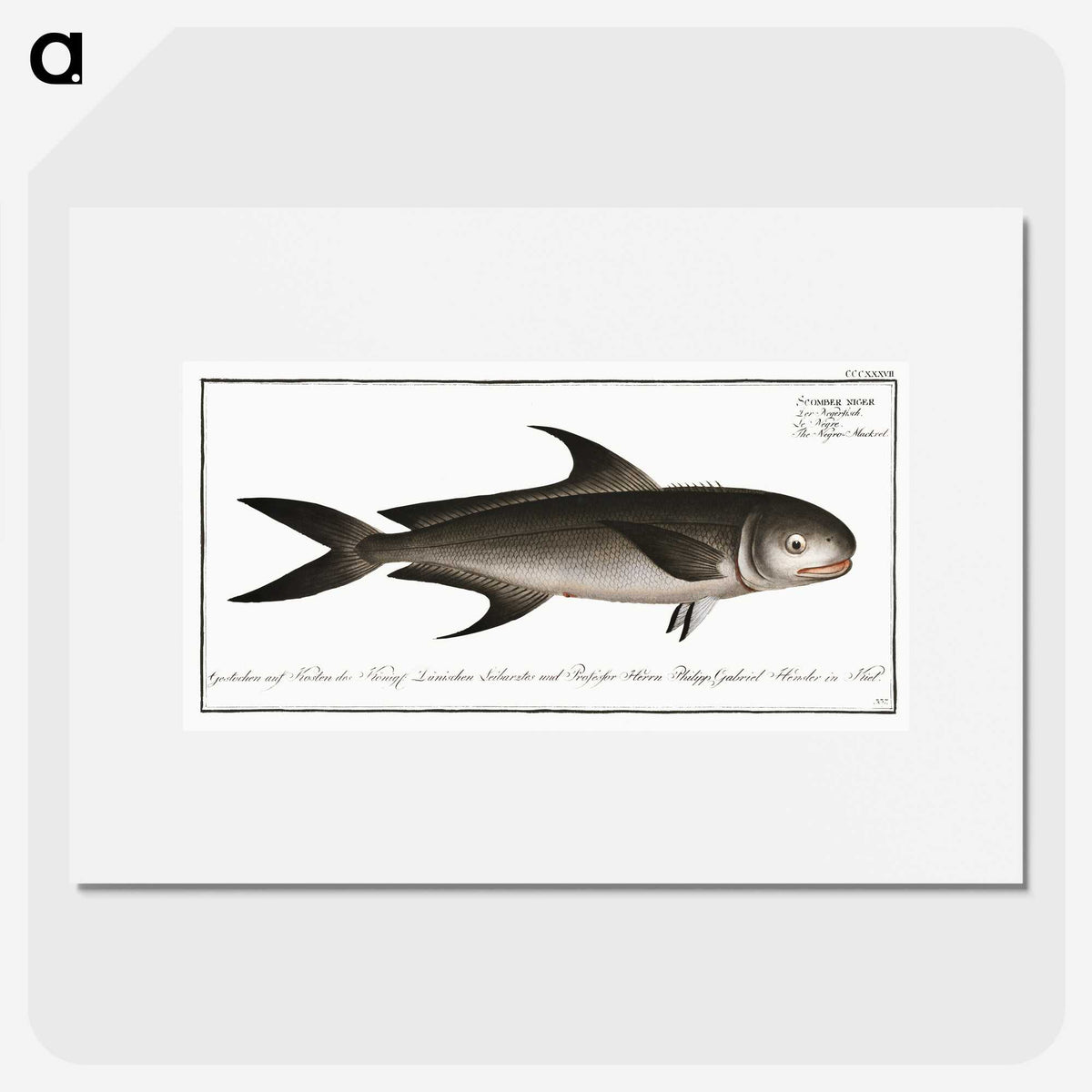 3-15_Ichtyologie-ou-Histoire-naturelle_picture