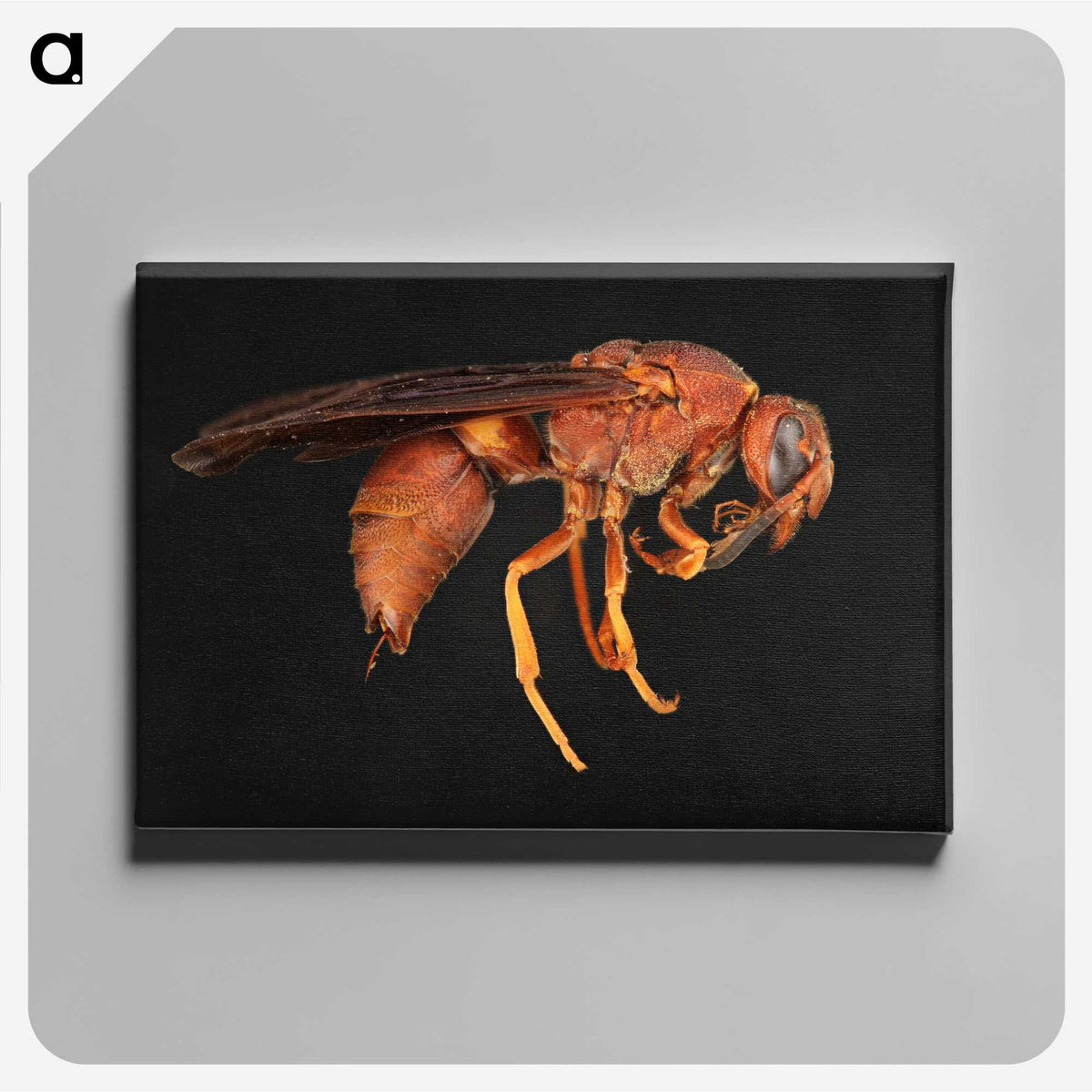 3-15_Insects-Unlocked-Project_canvas