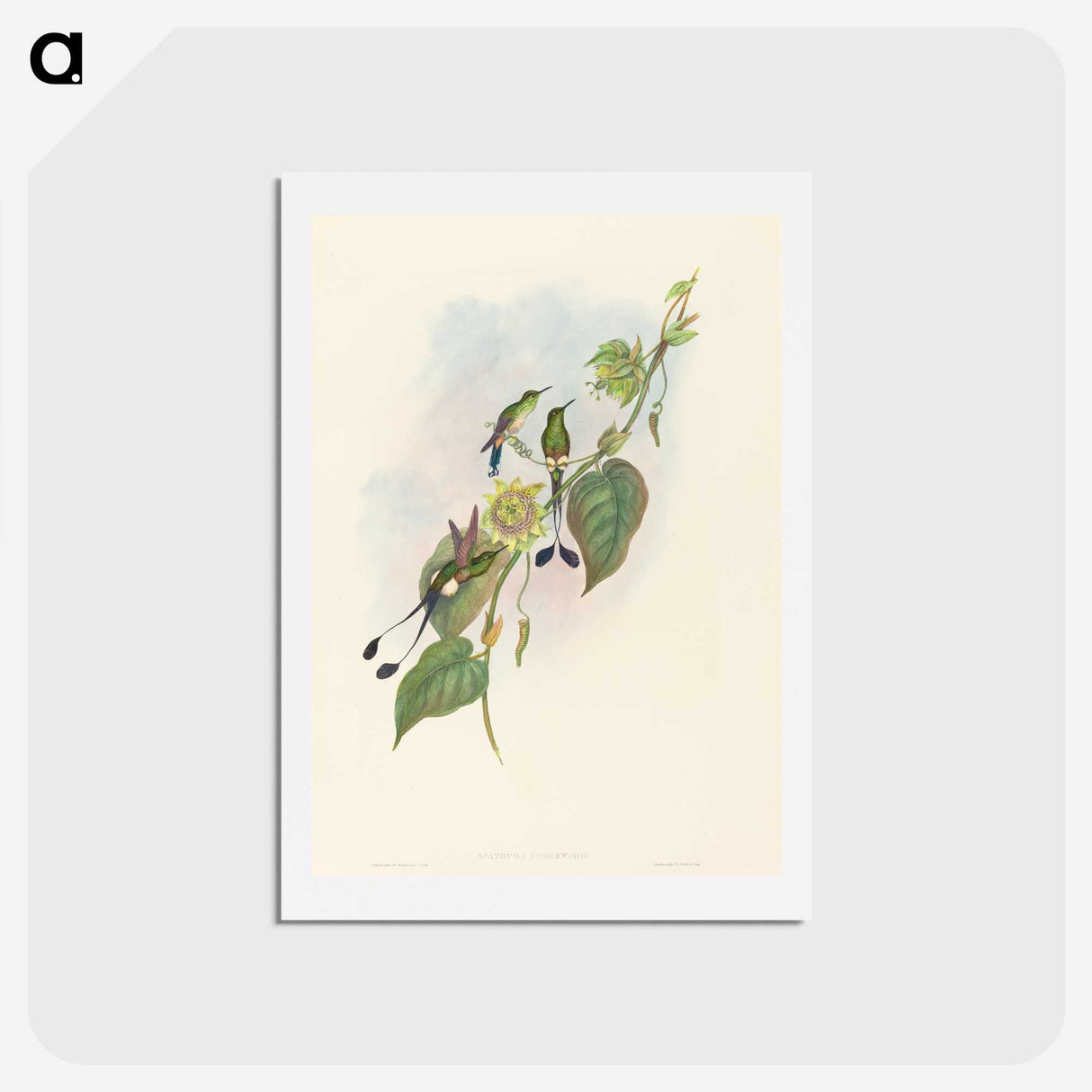 3-15_John-Gould_hagaki