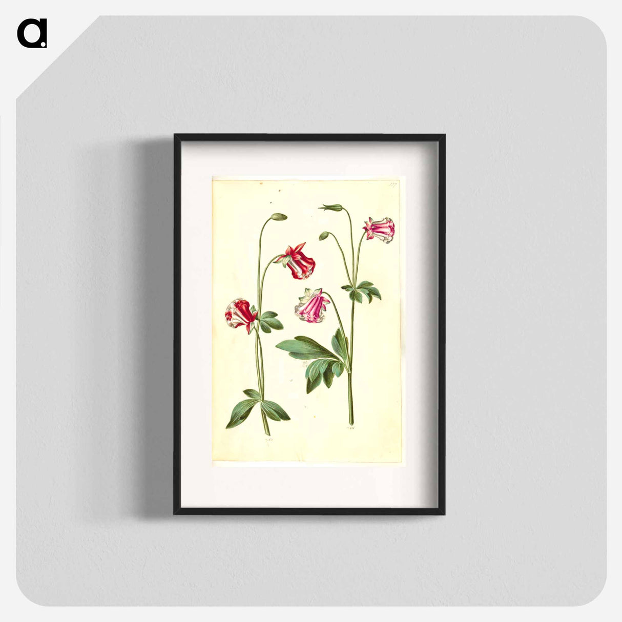 アートポスター-Aquilegia vulgaris
- マリア ジビーラ メーリアン Poster.
