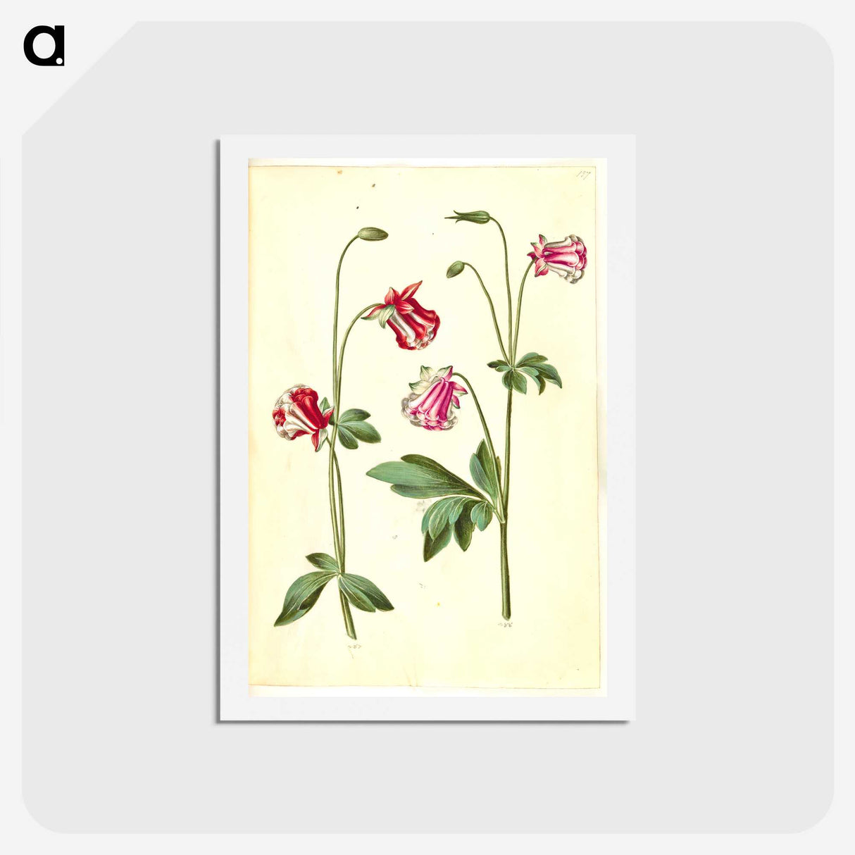 3-15_Maria-Sibylla-Merian_hagaki