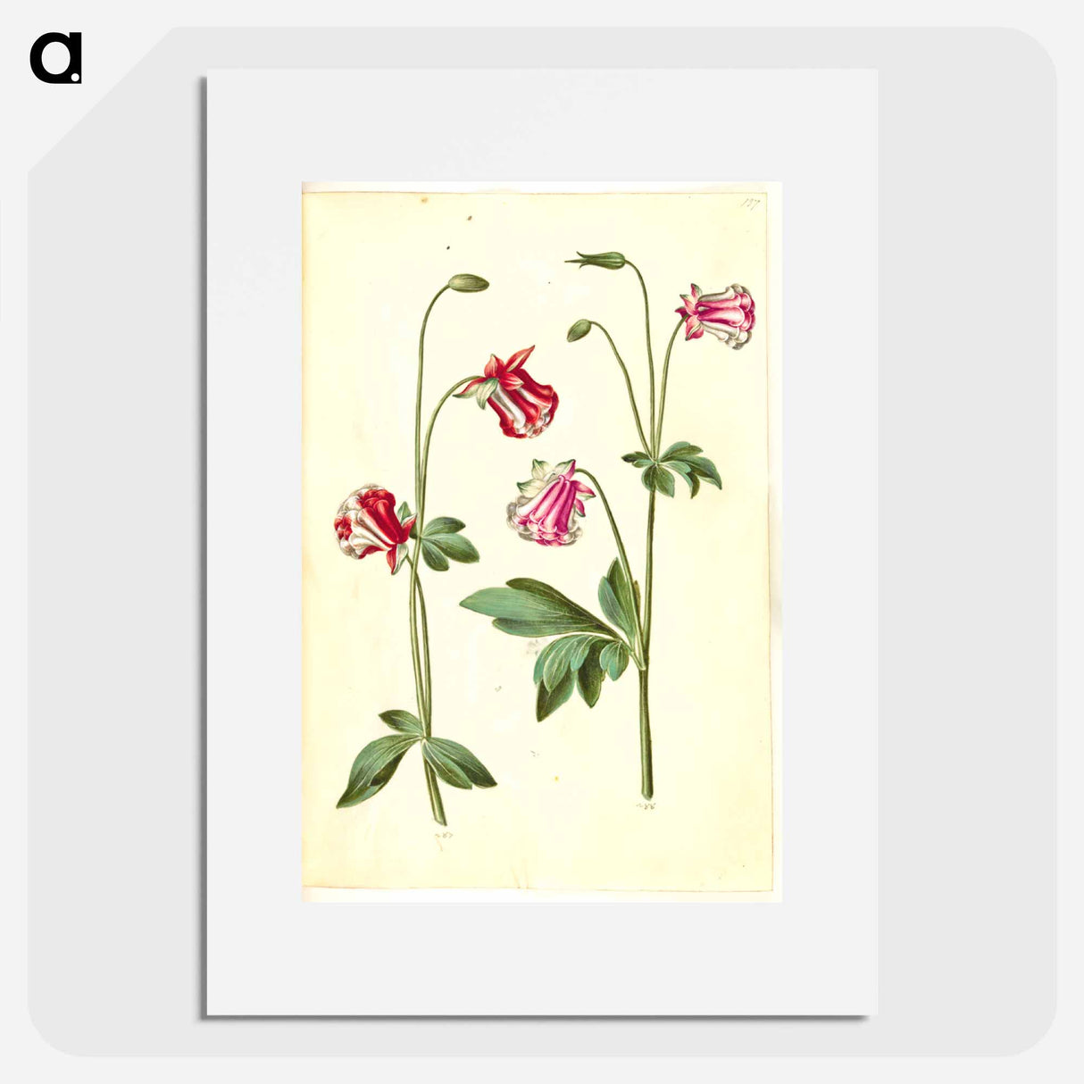 アートポスター-Aquilegia vulgaris
- マリア ジビーラ メーリアン Poster.