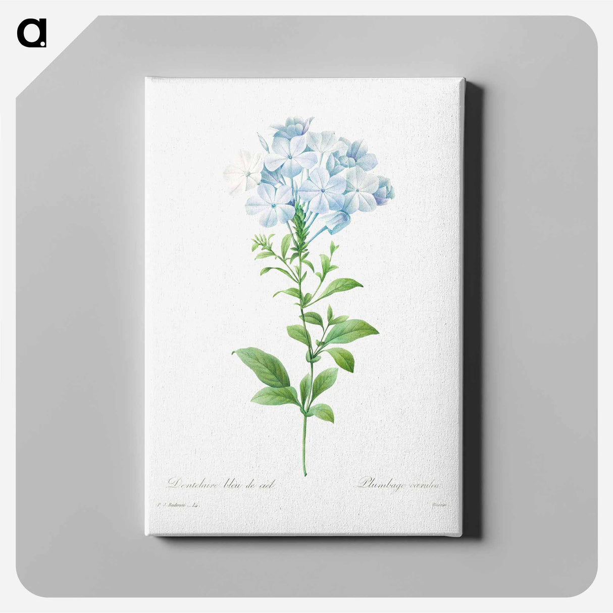 アートパネル-Plumbago caerulea - ピエール ジョゼフ ルドゥーテ Canvas.