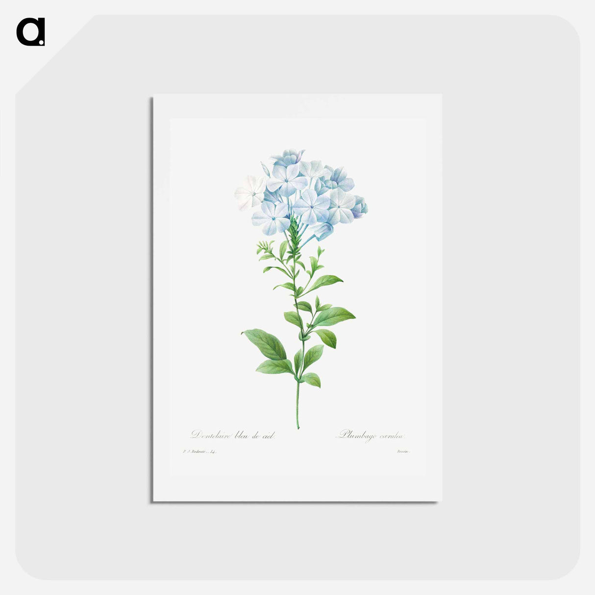 アートポストカード-Plumbago caerulea - ピエール ジョゼフ ルドゥーテ Postcard.