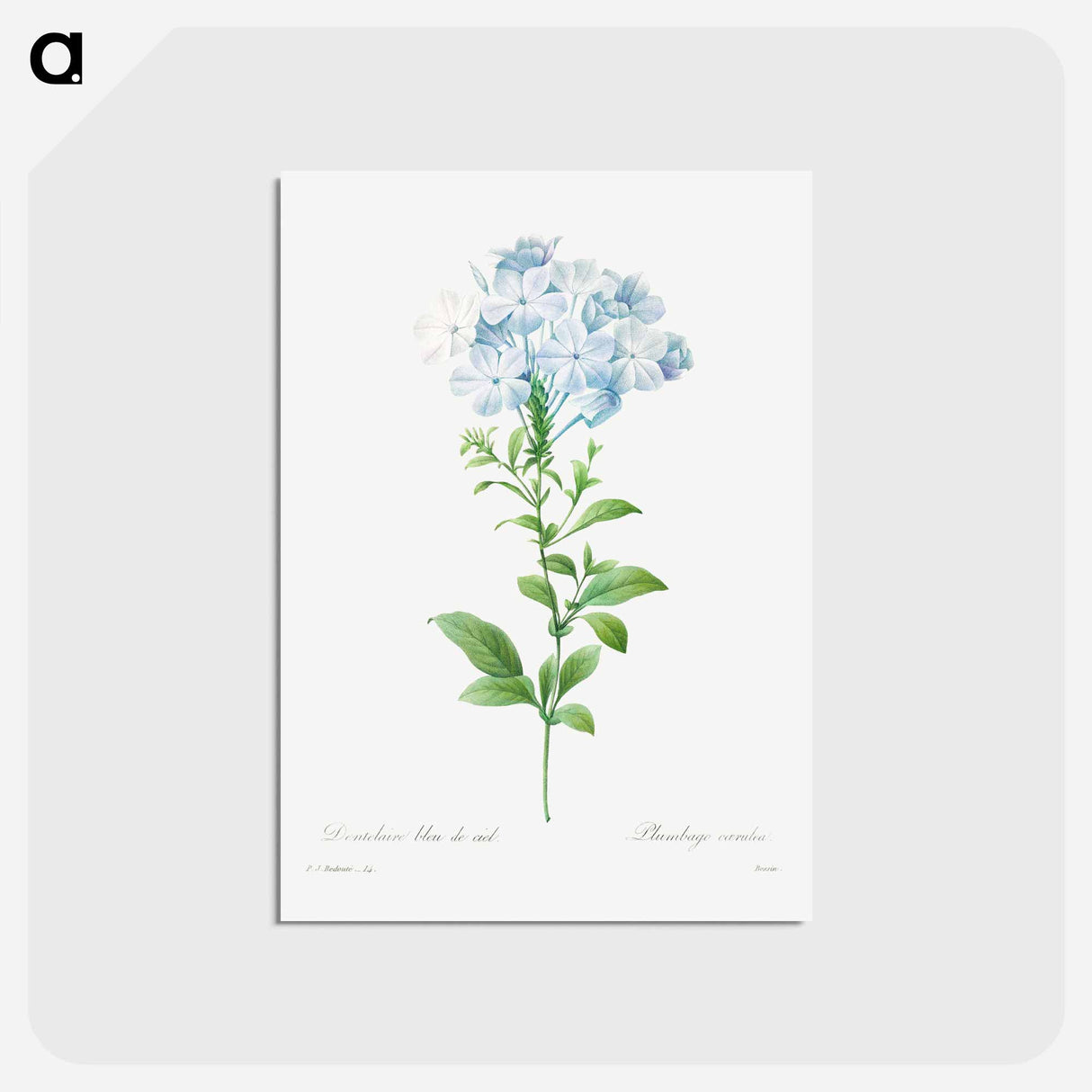 アートポストカード-Plumbago caerulea - ピエール ジョゼフ ルドゥーテ Postcard.