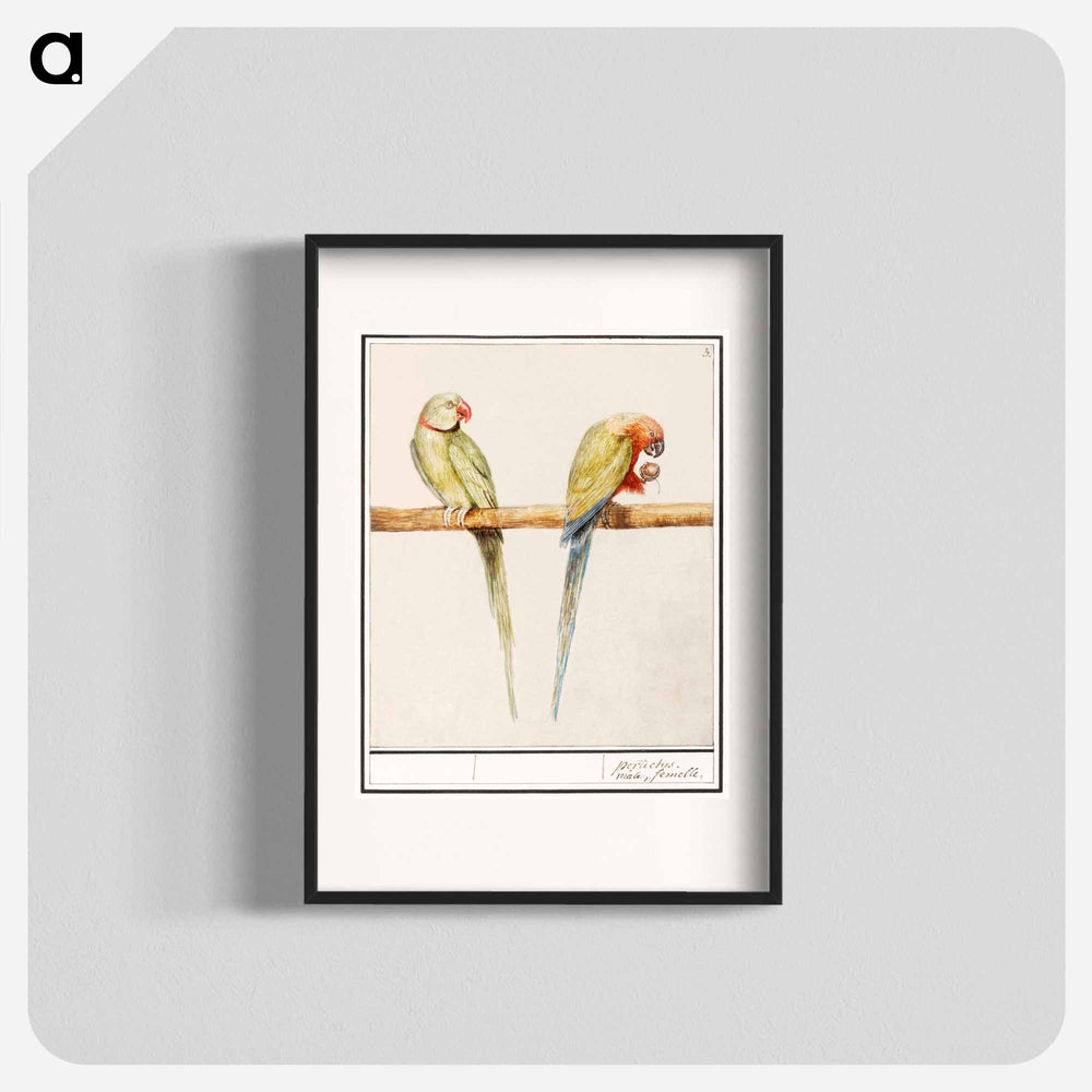 Alexandrine parakeet and red-breasted parakeet - アンセルムス ボエティウス デ ブート Poster.