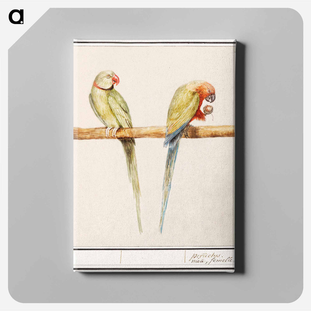 Alexandrine parakeet and red-breasted parakeet - アンセルムス ボエティウス デ ブート Canvas.