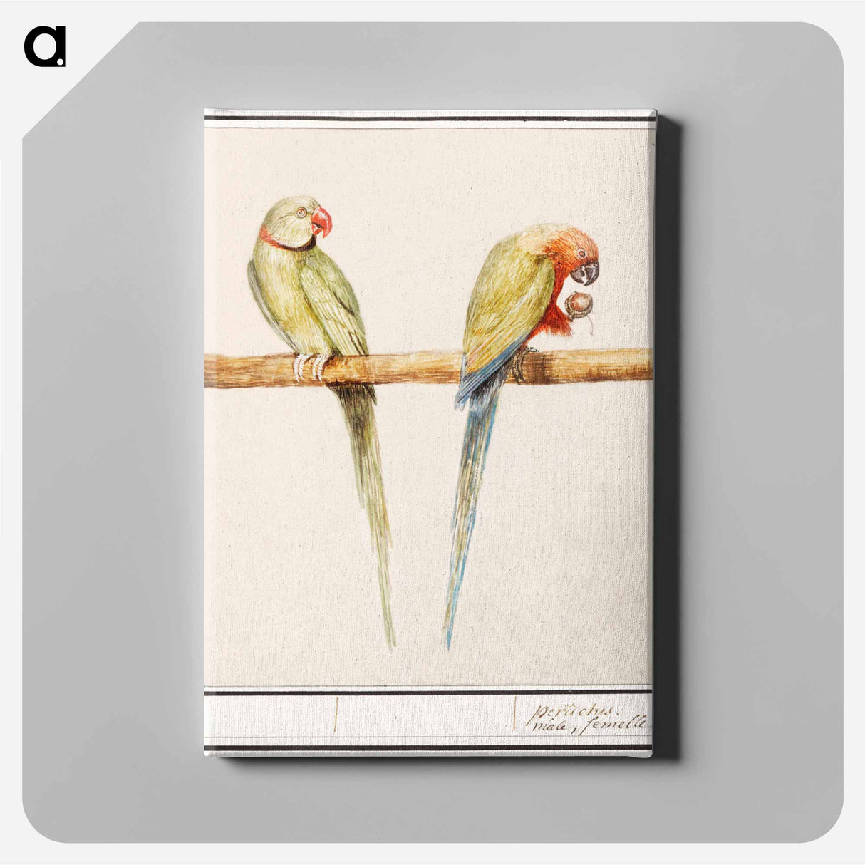アートパネル-Alexandrine parakeet and red-breasted parakeet - アンセルムス ボエティウス デ ブート Canvas.
