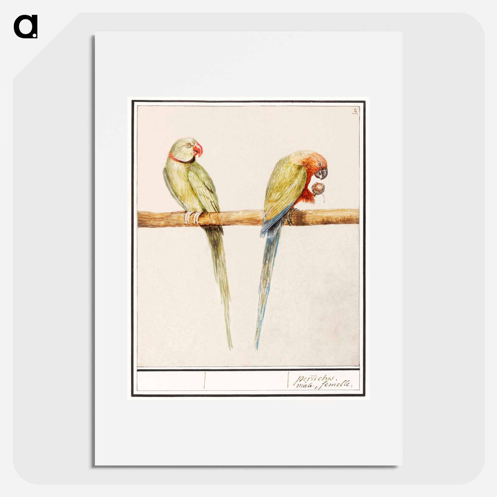 Alexandrine parakeet and red-breasted parakeet - アンセルムス ボエティウス デ ブート Poster.
