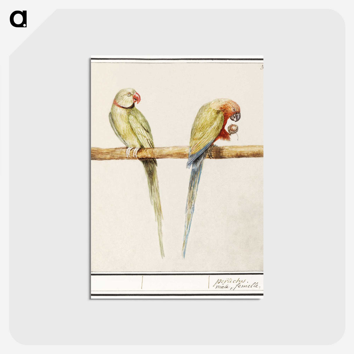 3-16_Anselmus-Boetius-de-Boodt_postcard