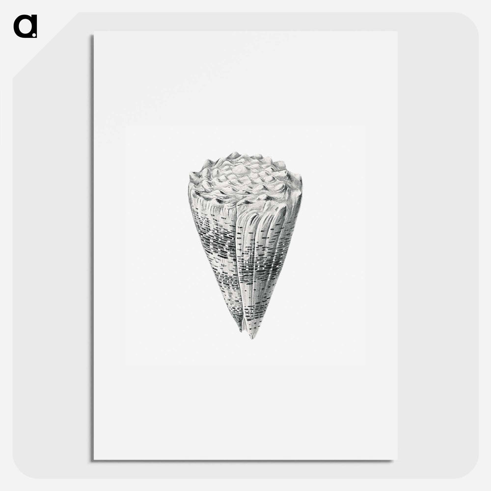 Vintage shell marine life illustration - エルンスト ヘッケル Poster.