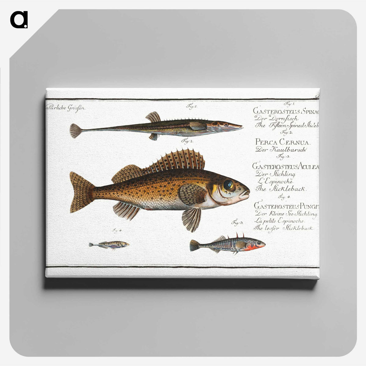 3-16_Ichtyologie-ou-Histoire-naturelle_canvas