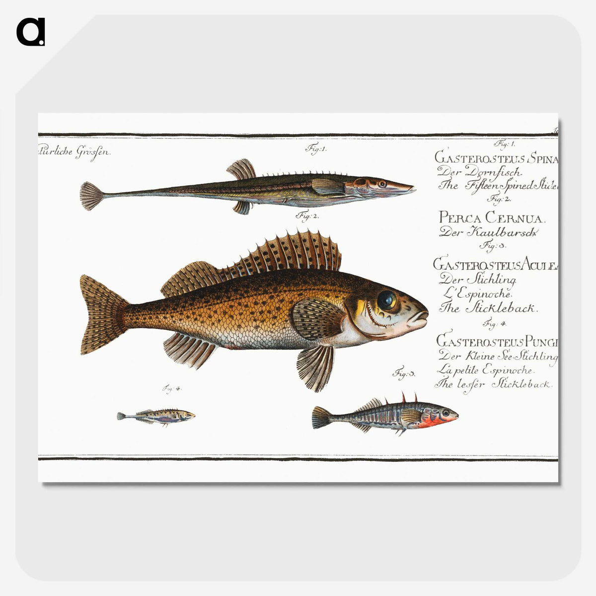3-16_Ichtyologie-ou-Histoire-naturelle_picture-crop