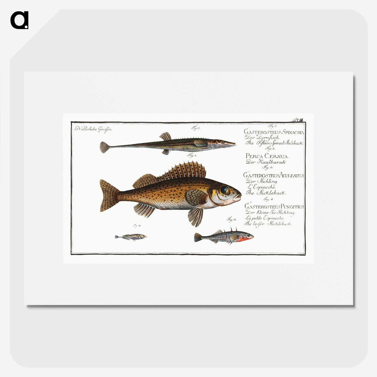 3-16_Ichtyologie-ou-Histoire-naturelle_picture