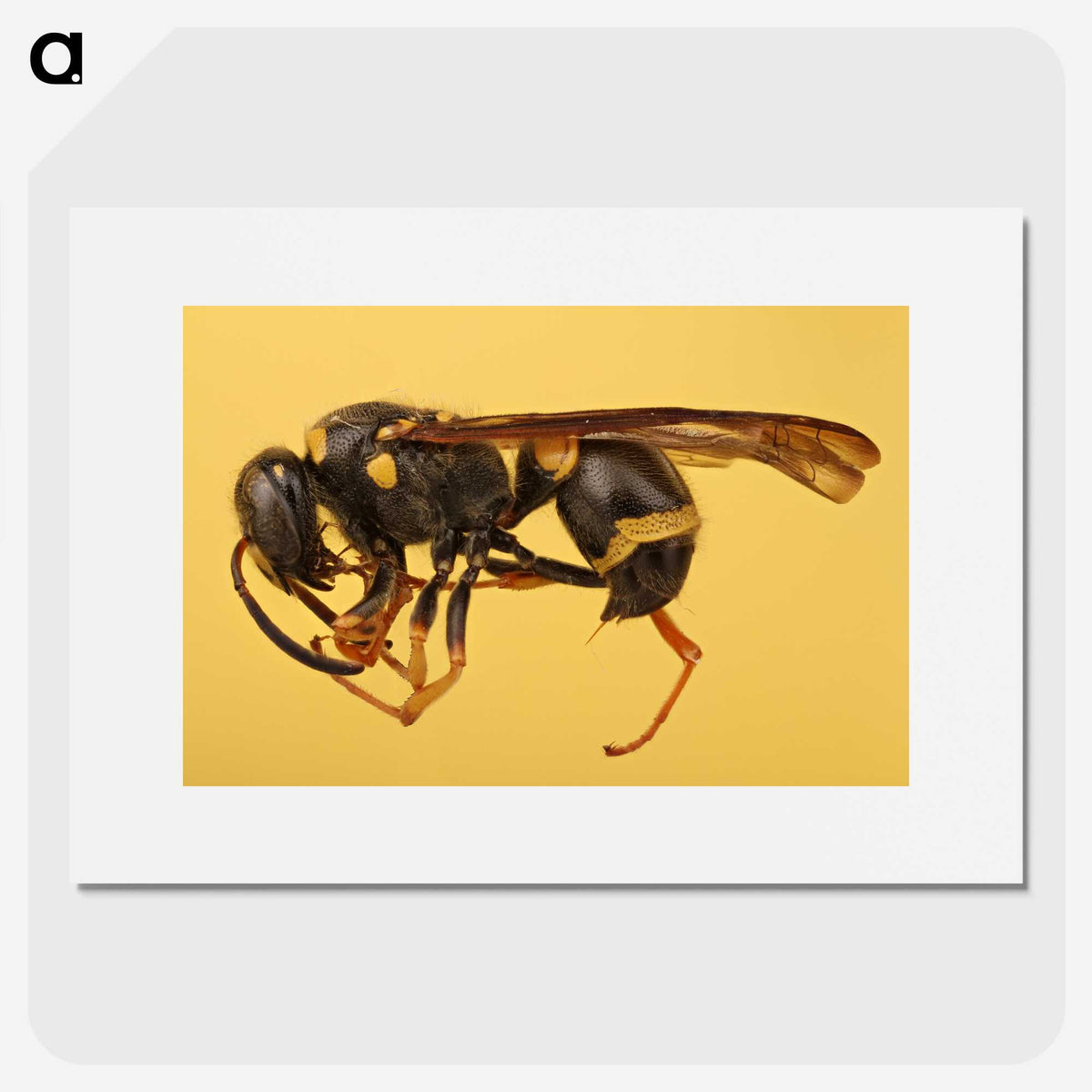 3-16_Insects-Unlocked-Project_picture