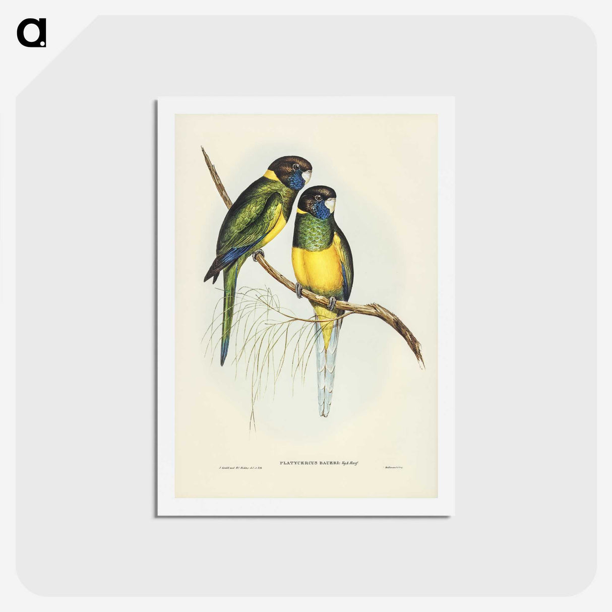 3-16_John-Gould_hagaki