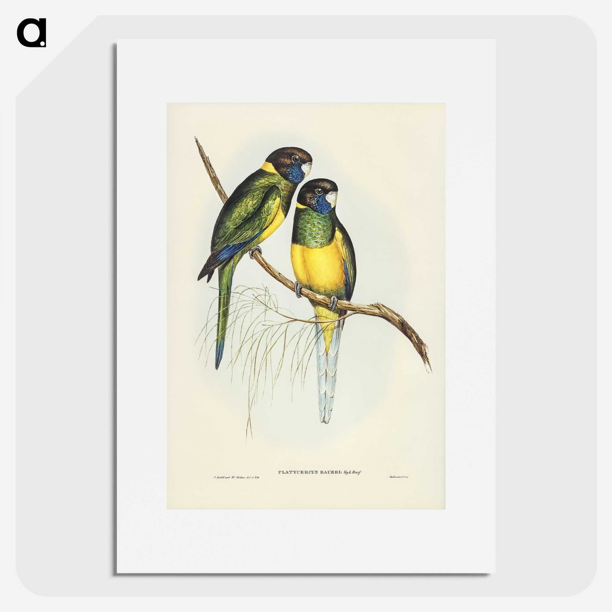 3-16_John-Gould_picture