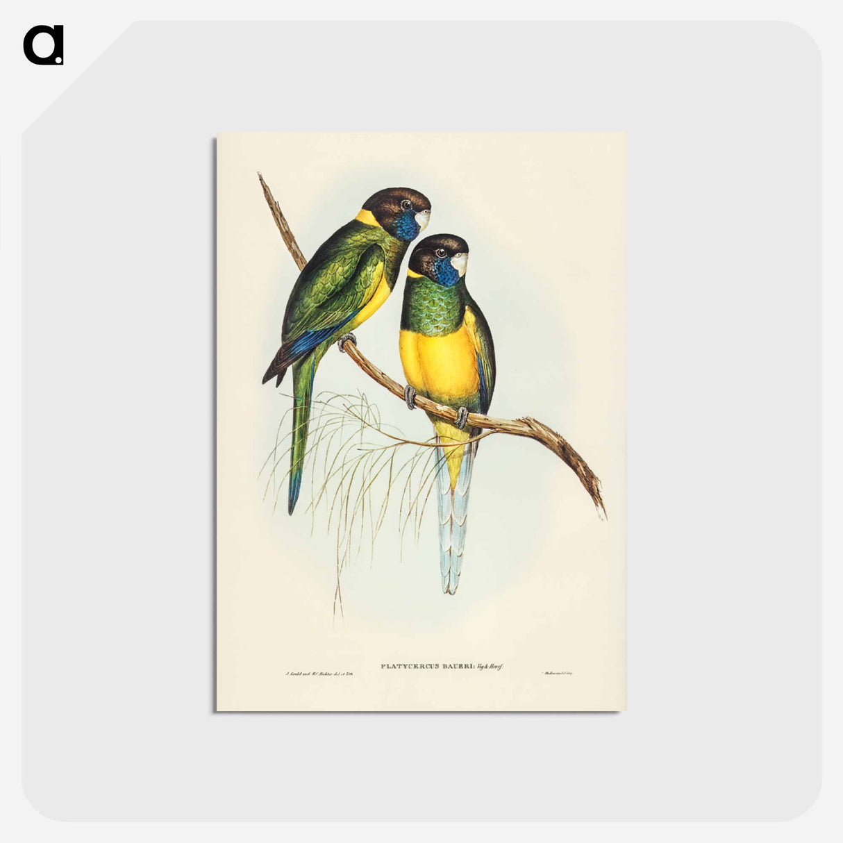 アートポストカード-Bauer's Parrakeet
- ジョン グールド Postcard.