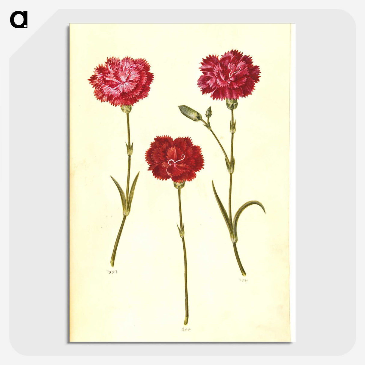 3-16_Maria-Sibylla-Merian_picture-crop
