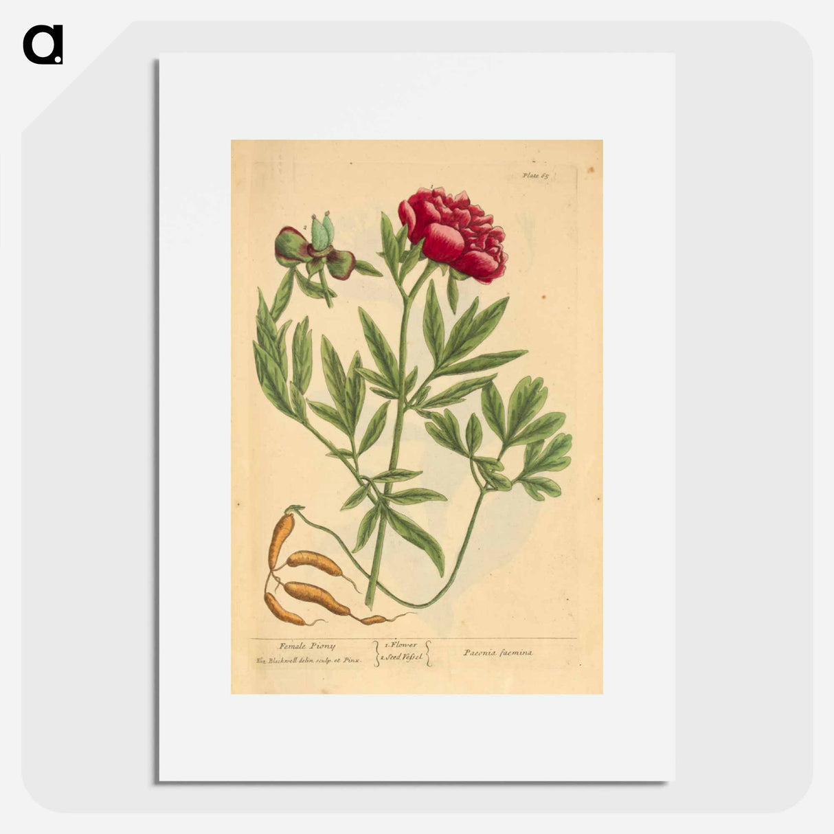 アートポスター-Paeonia faemina
- 国立医学図書館 Poster.